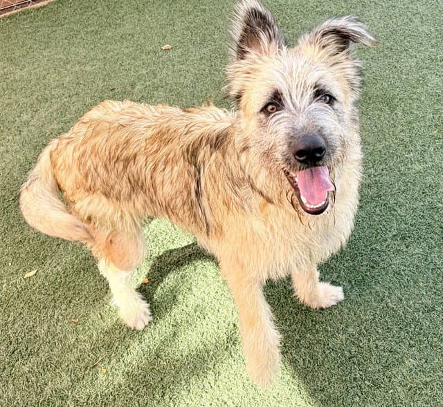 Jackson - Irish Wolfhound