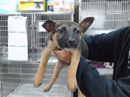 Nelli image 1