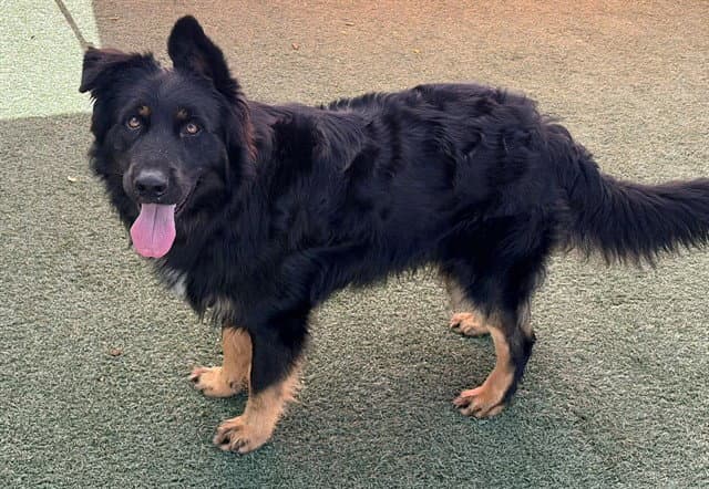 Porter - German Shepherd Dog