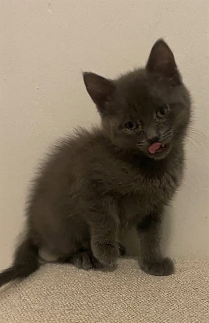 Felix