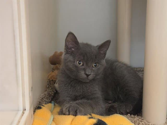 Felix - Domestic Short Hair