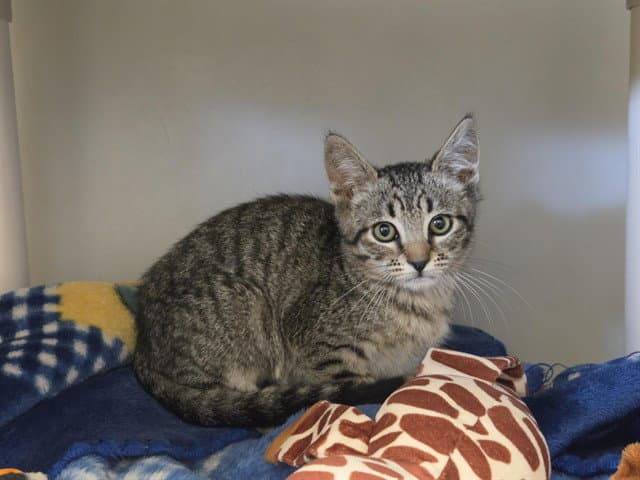 Pixie - Domestic Short Hair