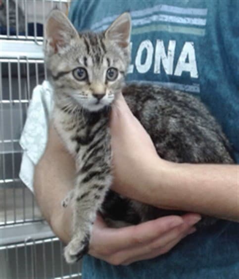 Sarah - Domestic Short Hair