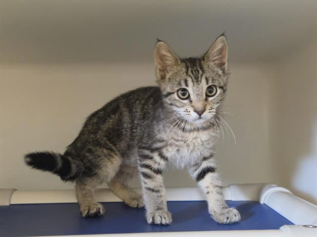 Sarah - Domestic Short Hair