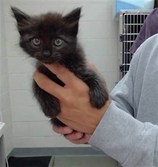Jade - Domestic Medium Hair