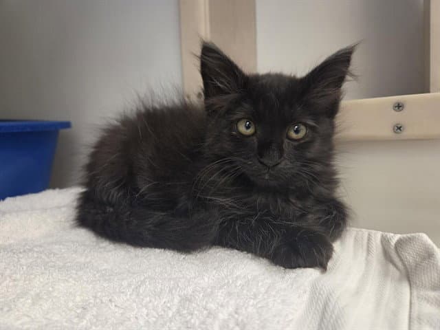 Jade - Domestic Medium Hair