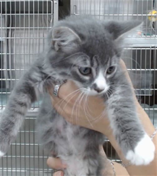 Junior - Domestic Medium Hair