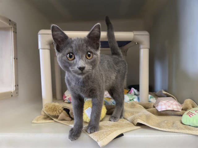 Lazuli - Domestic Short Hair