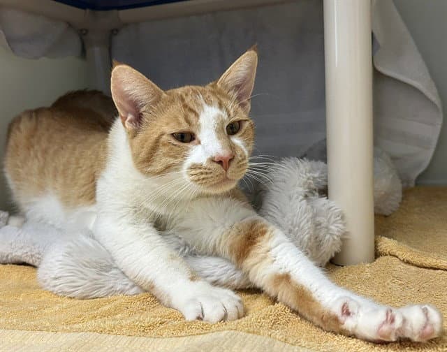 Rowan - Domestic Short Hair