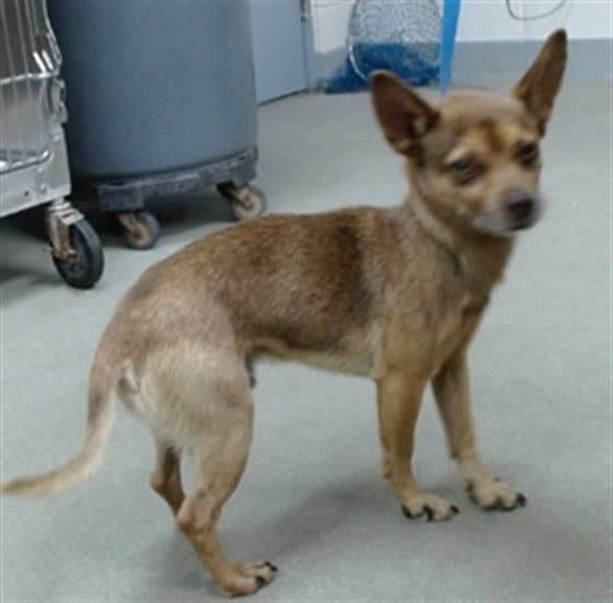 Silo - Chihuahua