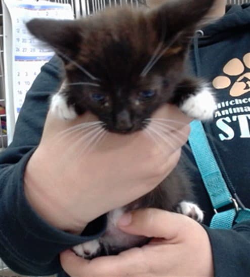 Ozzy - Domestic Short Hair