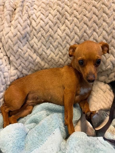 Rumi - Chihuahua