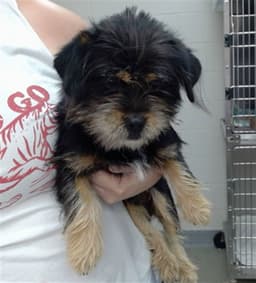 Wicket image 1