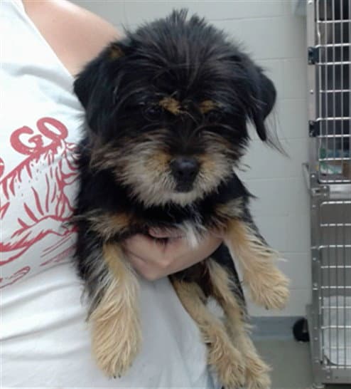 Wicket - Shih Tzu