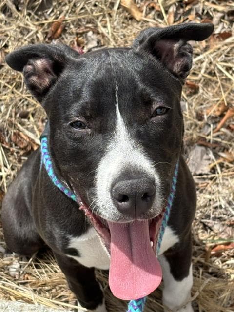 Sassy - Pit Bull Terrier