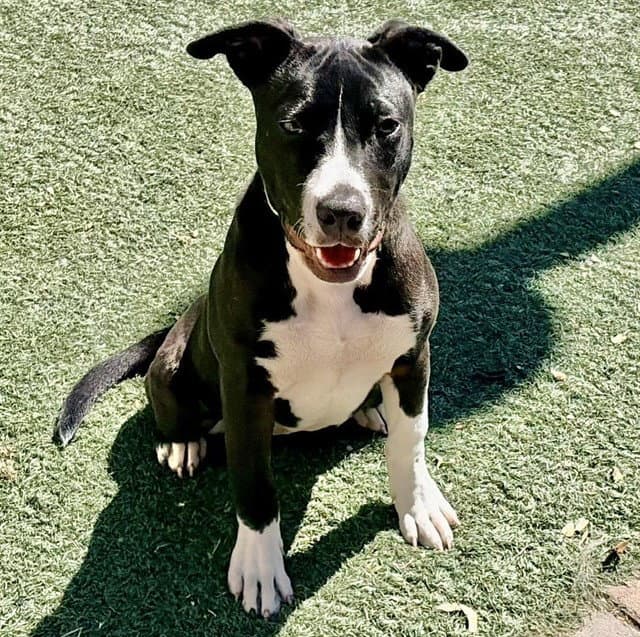 Sassy - Pit Bull Terrier