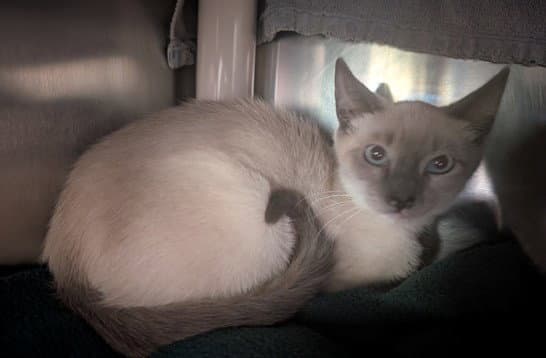Jewel - Domestic Short Hair