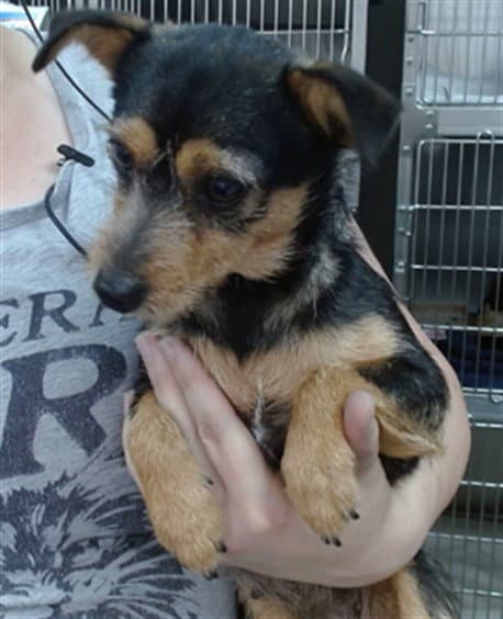 Callie - Jack Russell Terrier (Parson Russell Terrier)