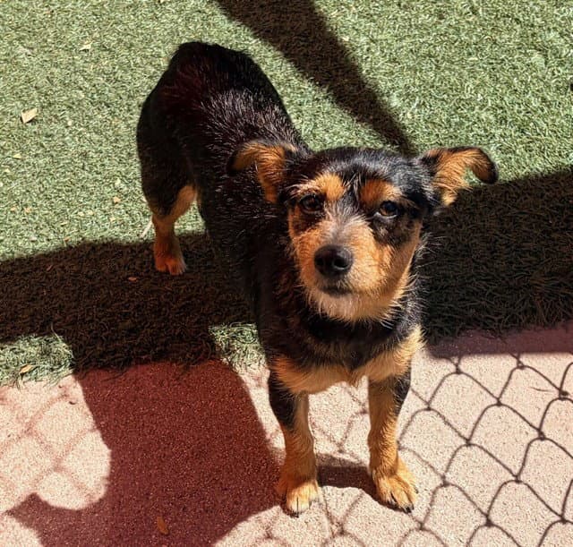 Callie - Jack Russell Terrier (Parson Russell Terrier)