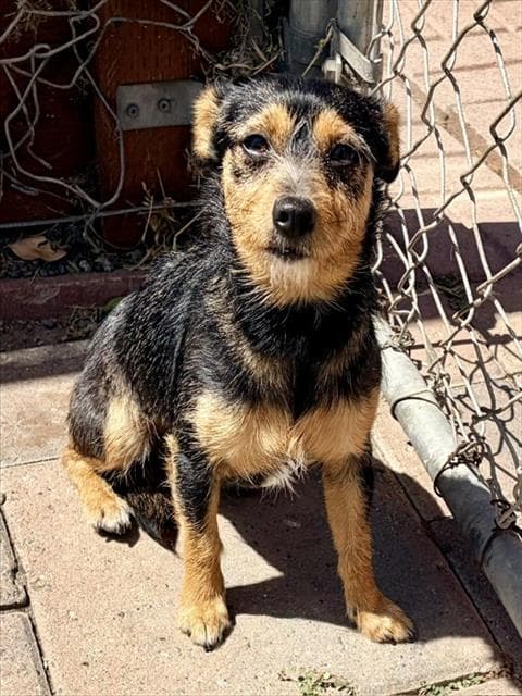 Callie - Jack Russell Terrier (Parson Russell Terrier)