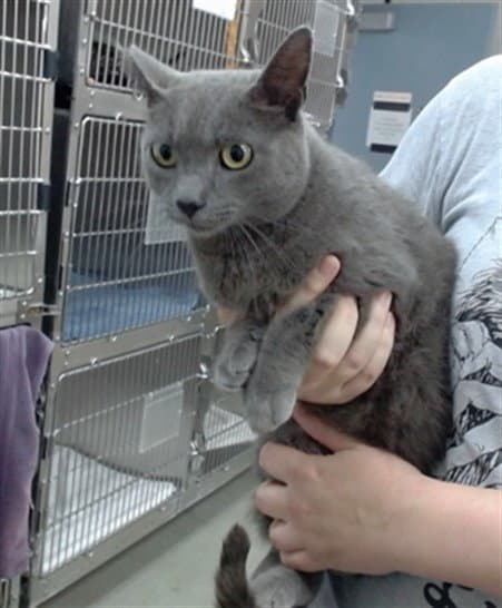 Tigger - Domestic Short Hair