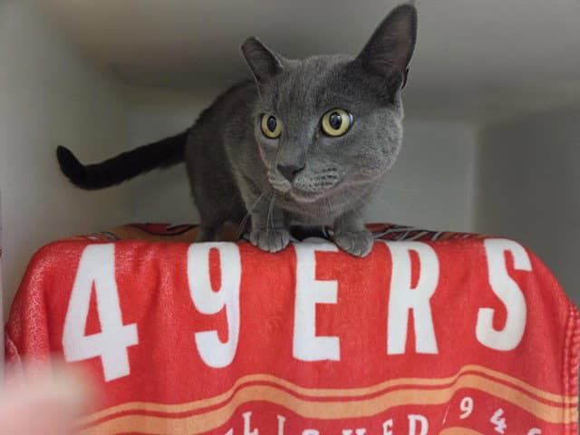 Tigger - Domestic Short Hair