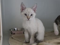 Yuki image 1