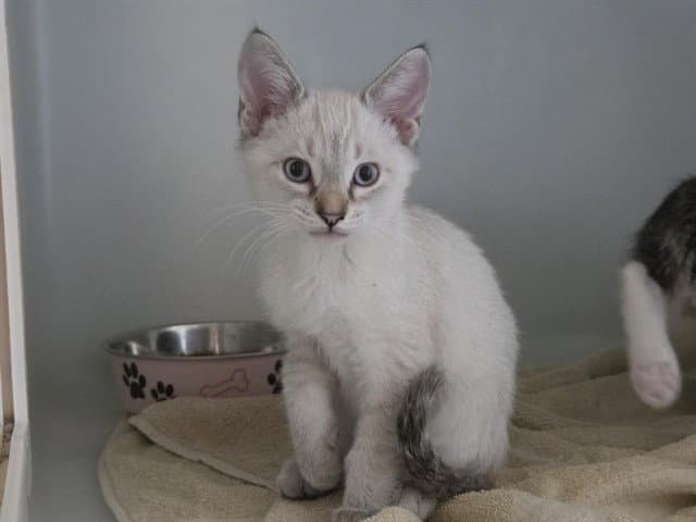 Yuki - Domestic Short Hair