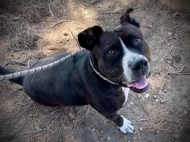 Luna - Pit Bull Terrier