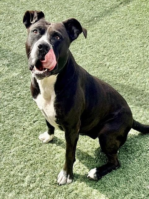 Luna - Pit Bull Terrier