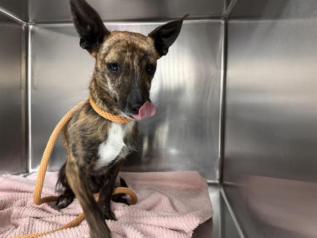 Chito - Chihuahua