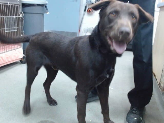 Axel - Labrador Retriever