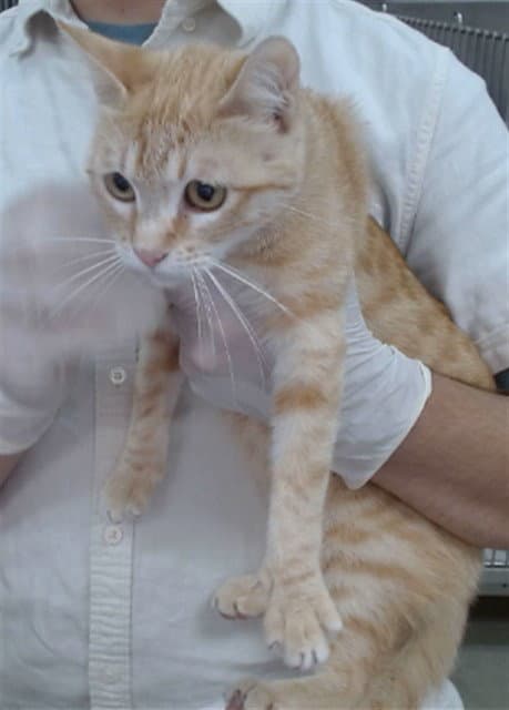 Scarlett - Domestic Short Hair