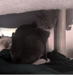 Dexter image 1