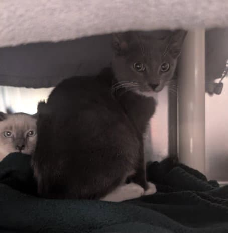 Dexter - Domestic Short Hair