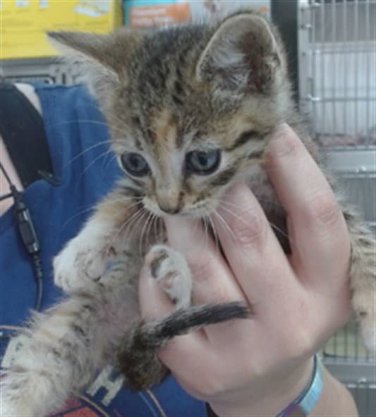 Cricket - Domestic Short Hair