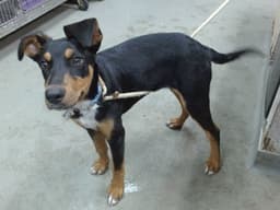 Max image 1