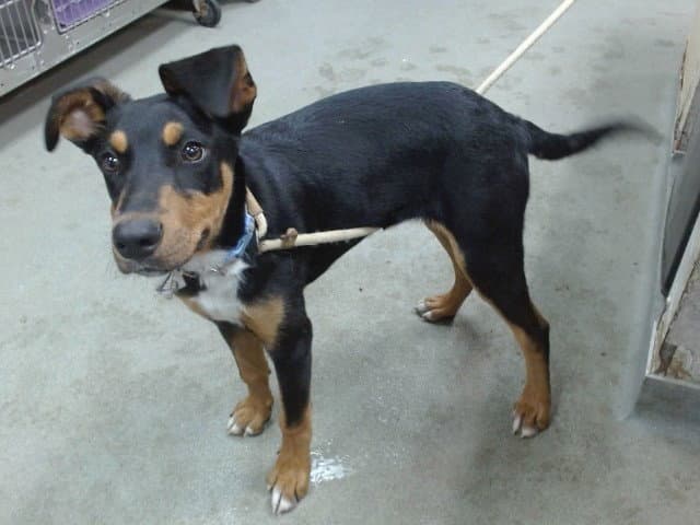 Max - Doberman Pinscher