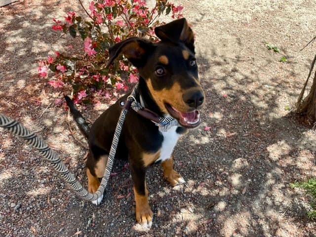 Max - Doberman Pinscher