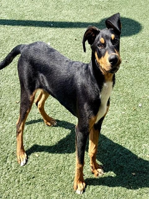 Max - Doberman Pinscher
