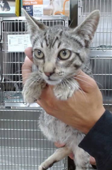 Henry - Domestic Short Hair