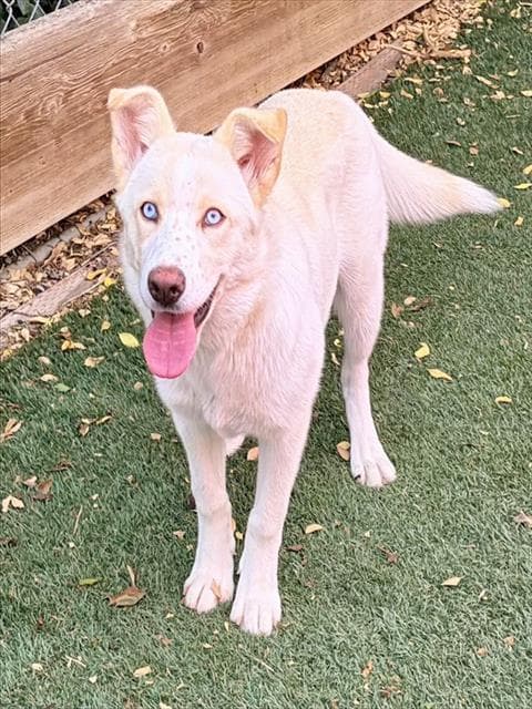 Yuki - Siberian Husky