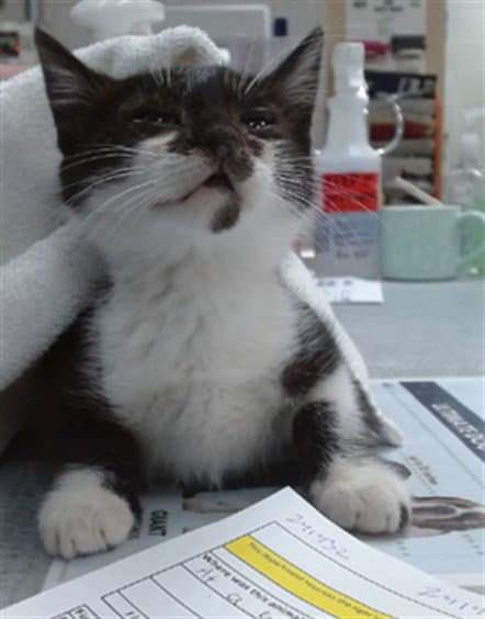 Onyx - Domestic Medium Hair