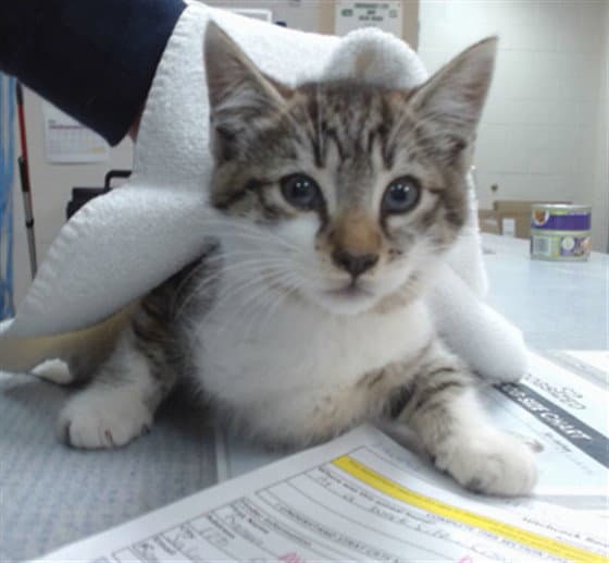 Unknown - Domestic Medium Hair