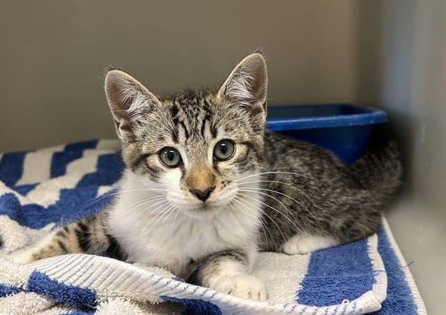 Unknown - Domestic Medium Hair