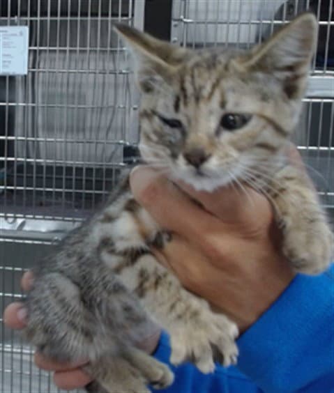 Unknown - Domestic Short Hair