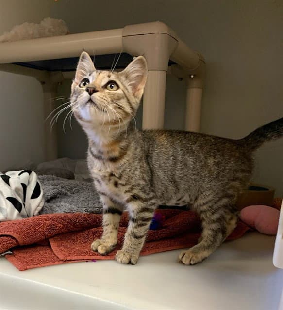 Unknown - Domestic Short Hair