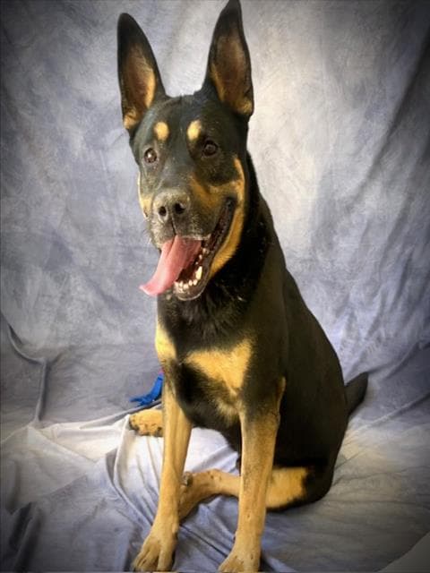 Radar - Rottweiler