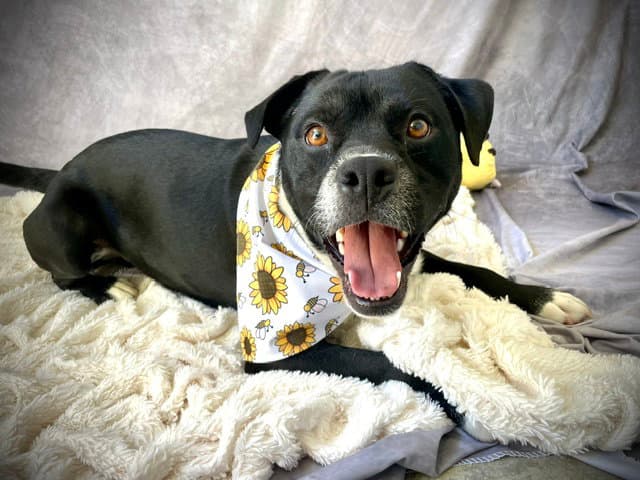 Ace - Pit Bull Terrier