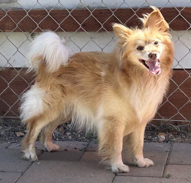 Hobbit - Pomeranian